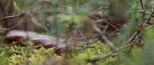After Work-Kursreihe: Haiku fotografieren