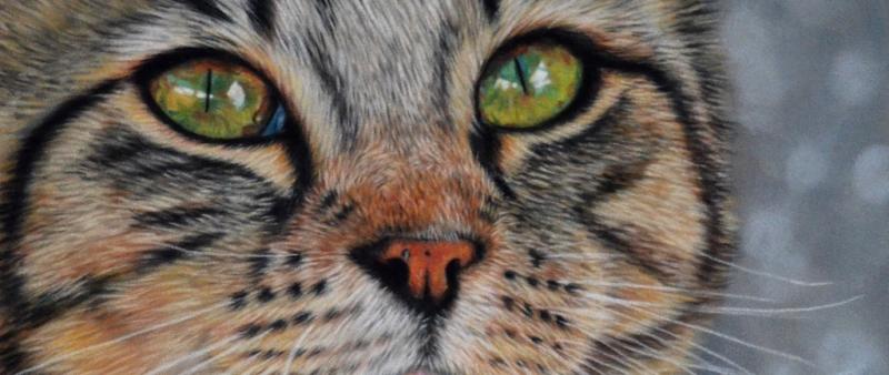 Katzen malen in Softpastell auf Velourpapier